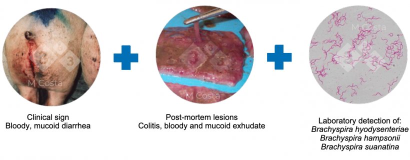 Figure 2. Triad of evidence suggested to confirm the diagnosis of swine dysentery in a given herd.&nbsp;
